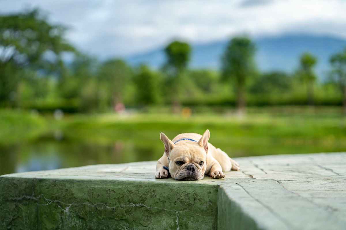 Cuccioli abbandonati cosa fare