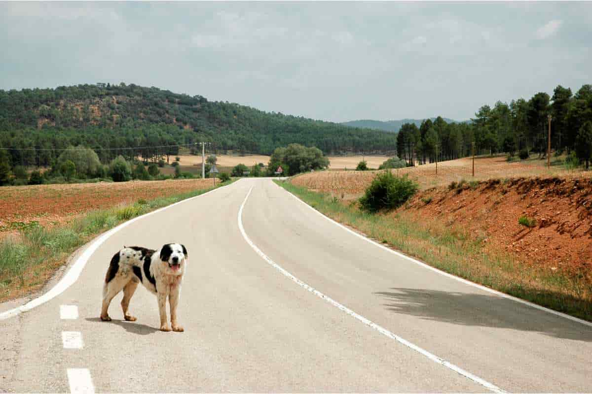 cosa fare quando si trova un cane abbandonato in autostrada