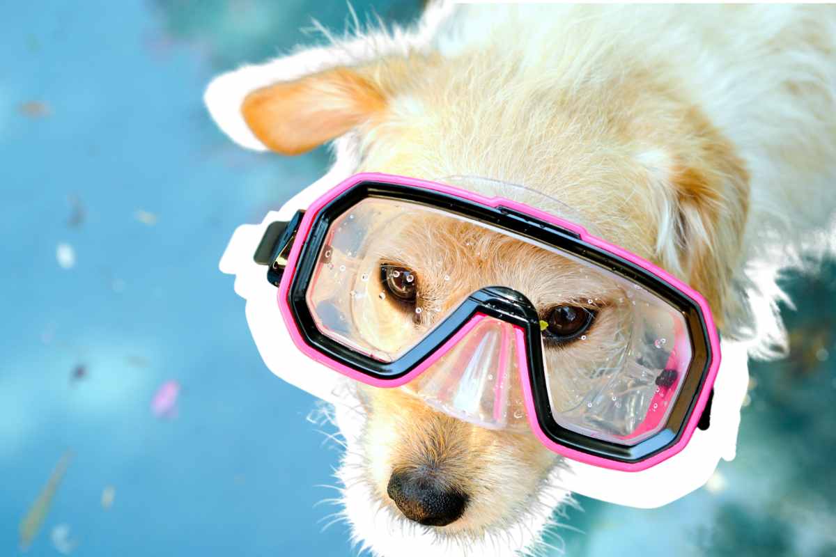 Il cane ha paura dell'acqua cosa fare rimedi