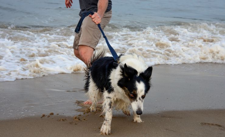 Il cane ha paura dell'acqua cosa fare rimedi