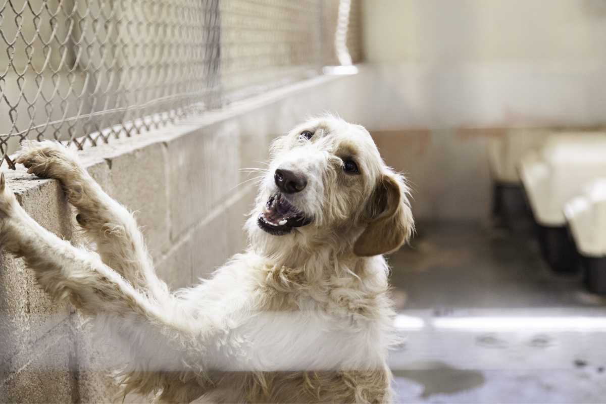 come scegliere un cane al canile fattori da valutare