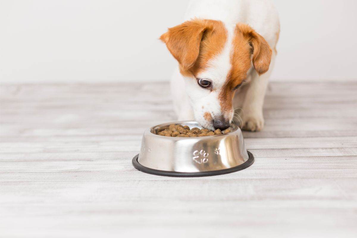 Il pasto del cane