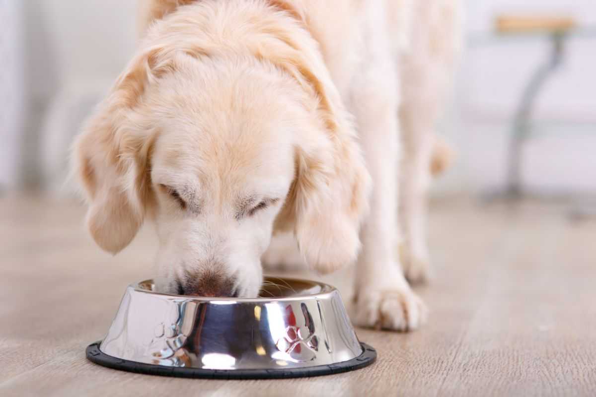 cane cibo monoproteico quando darlo