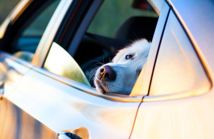 animali cane chiuso auto caldo sole