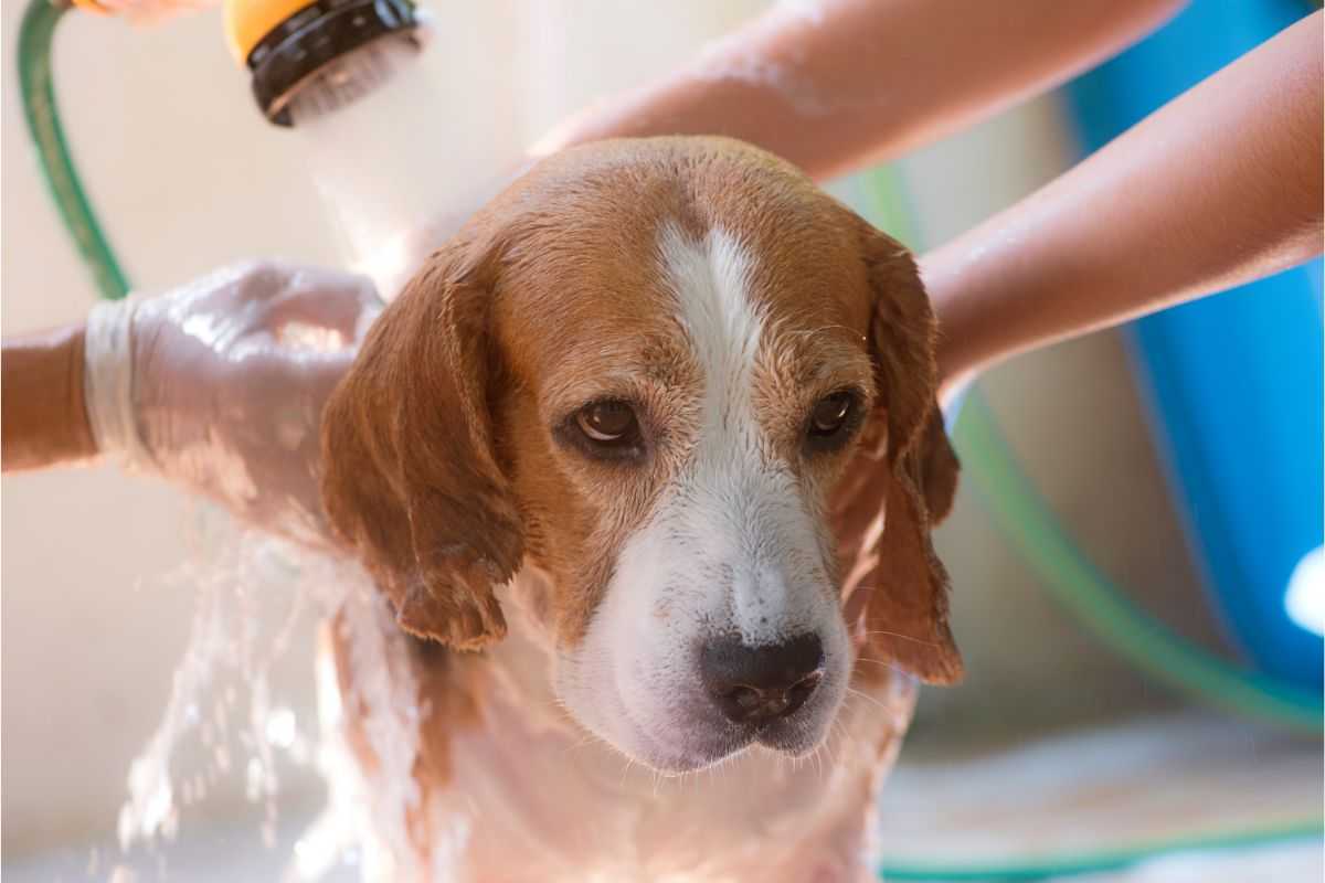 cane bagno come e quante volte farlo