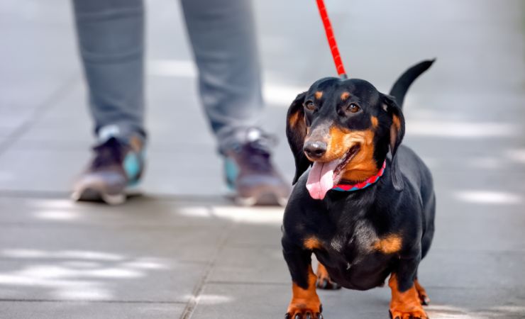 Cane bisogni fuori regole da seguire