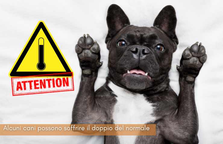 come proteggere cani dal caldo