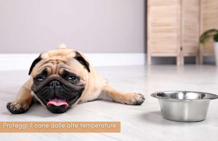 come proteggere cani dal caldo