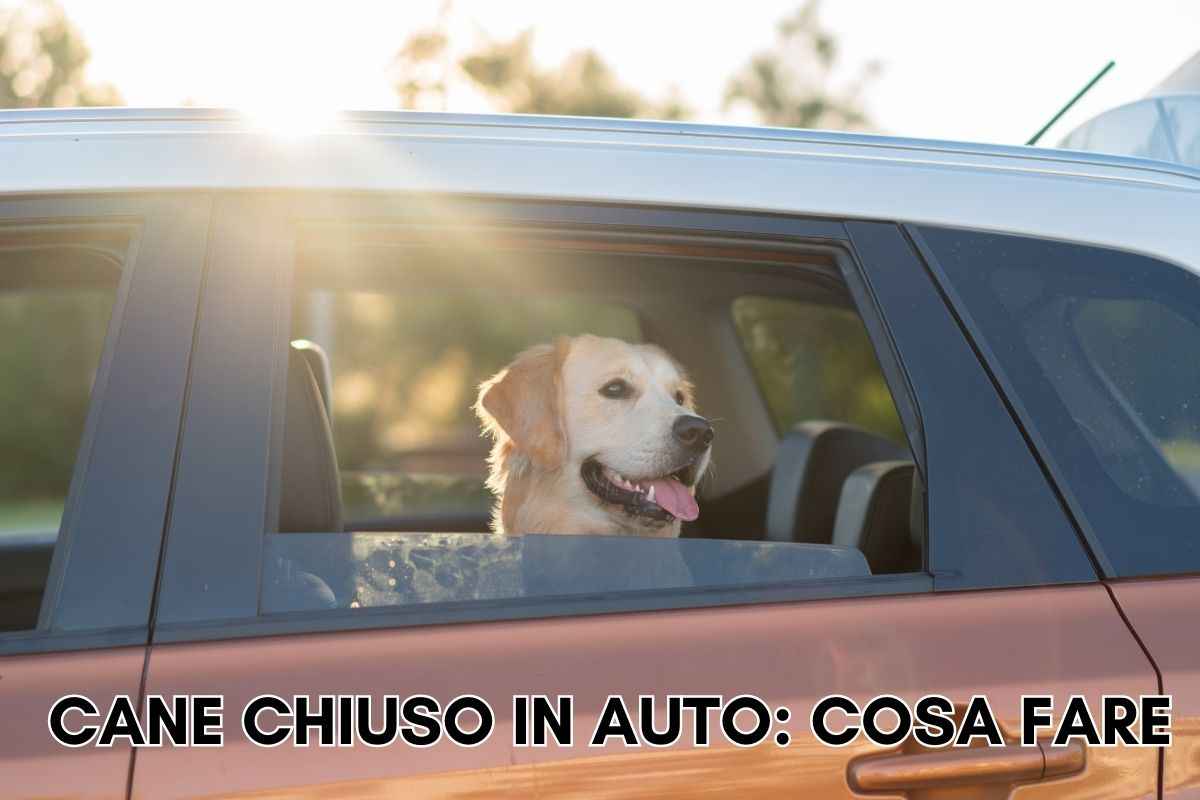 animali cane chiuso auto caldo sole