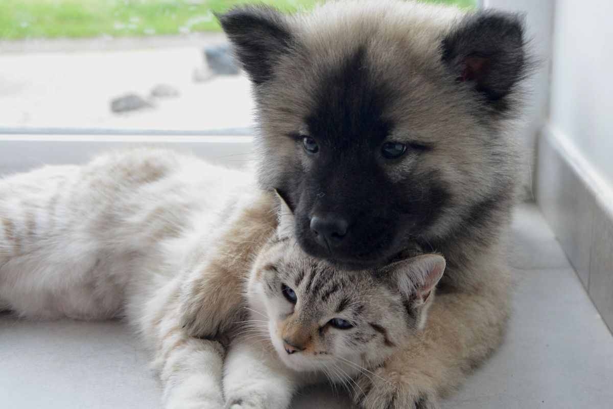 cane e gatto età come si calcolano gli anni