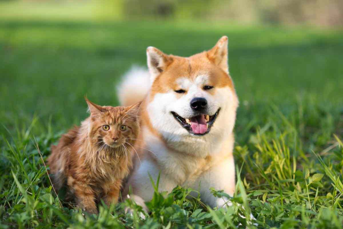 cane e gatto età età come calcolare gli anni