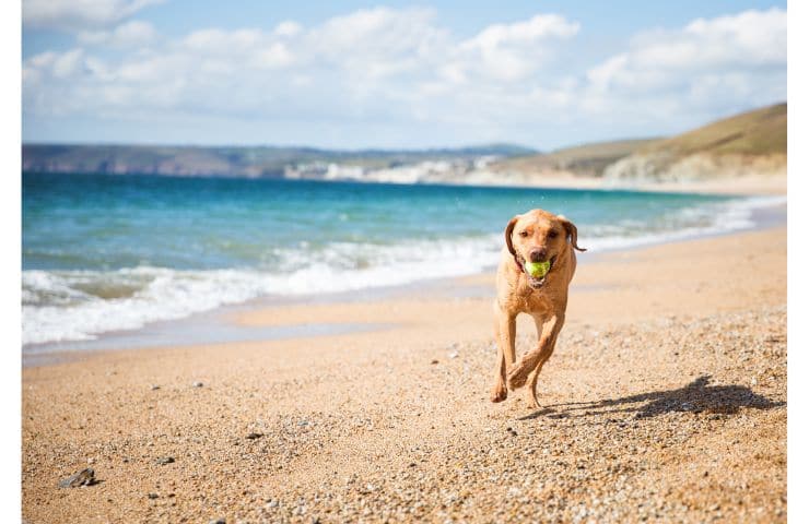 vacanze in sicilia spiagge dog pet friendly