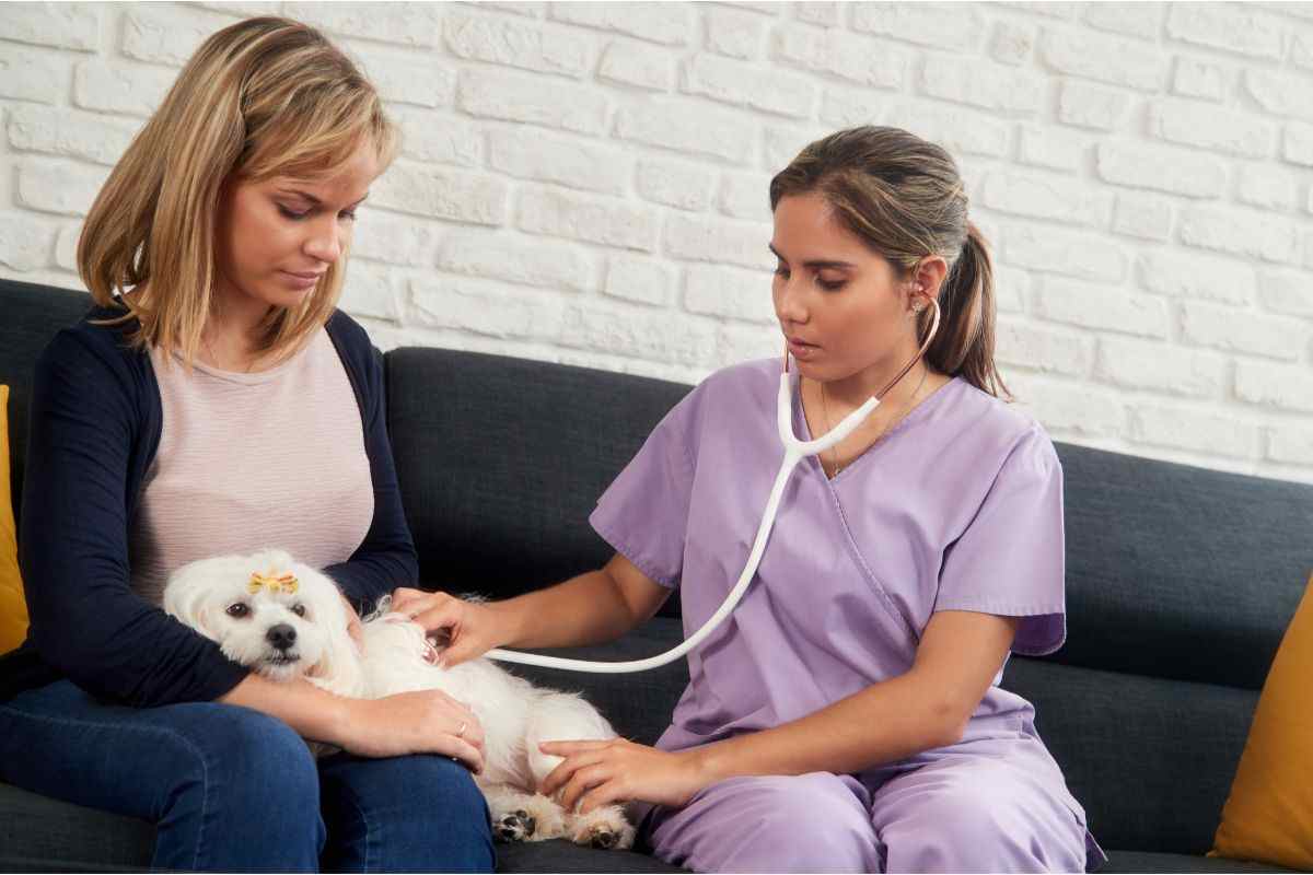 tumore cane gatto sintomi