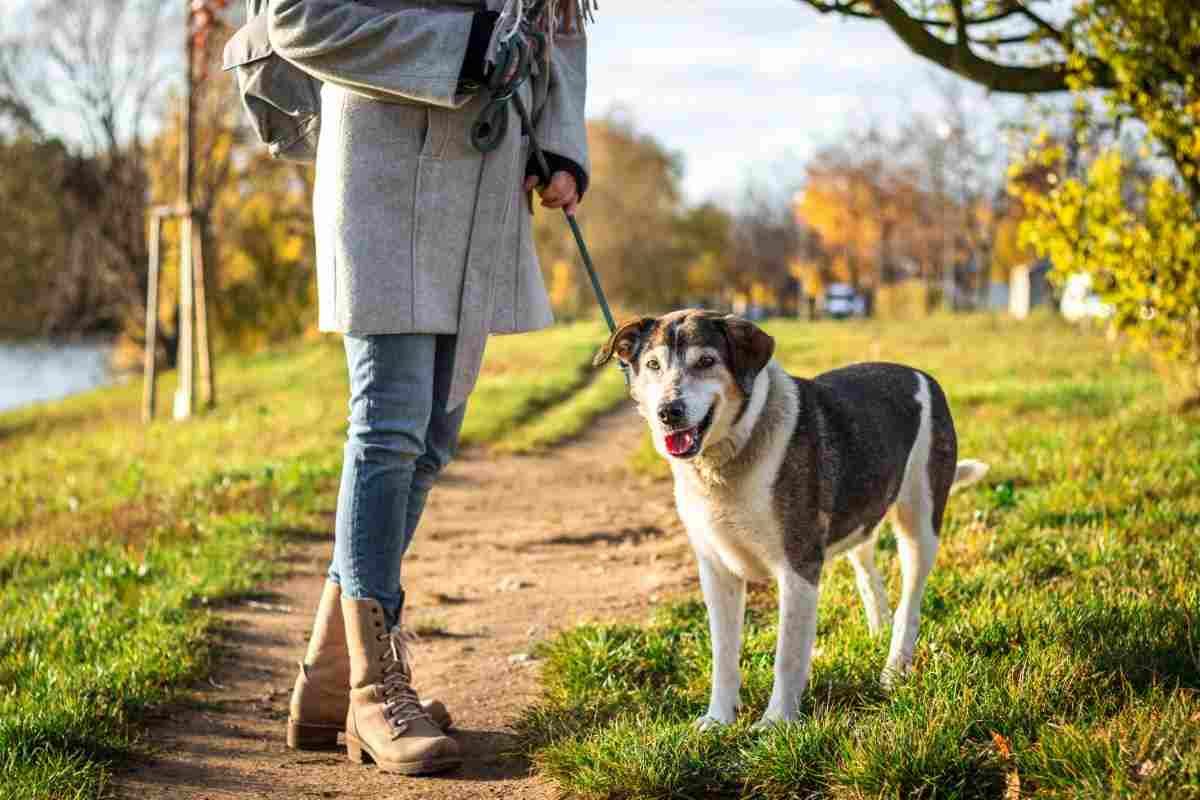 cane esche avvelenate rimedi cosa fare