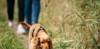 cani bisogni ogni quante ore portarli fuori