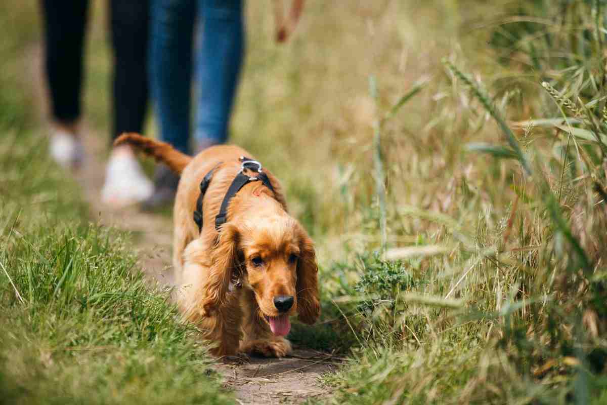 cani bisogni ogni quante ore portarli fuori