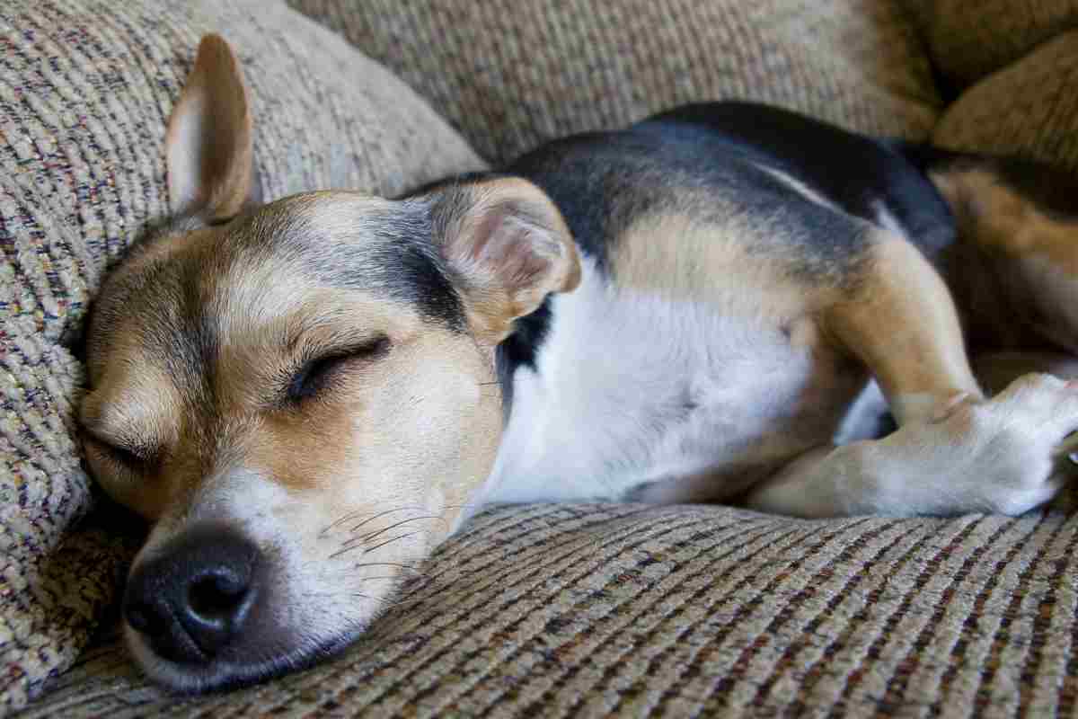 perché il cane gratta il divano