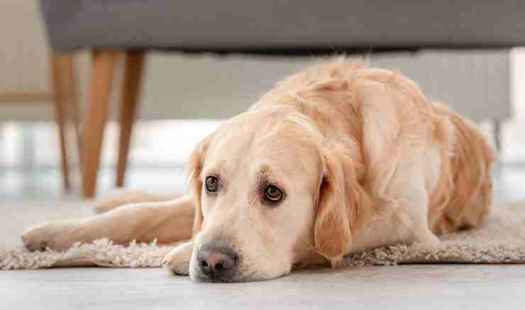 Evitare la tristezza nel cane