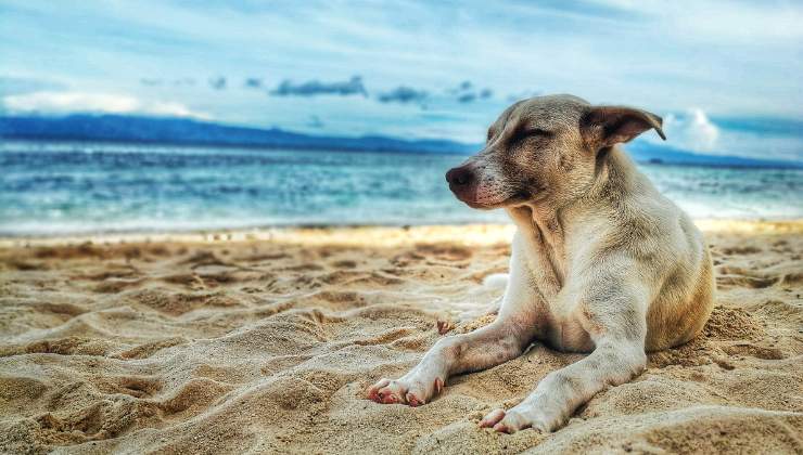 Vacanza cane spiaggia dog friendly