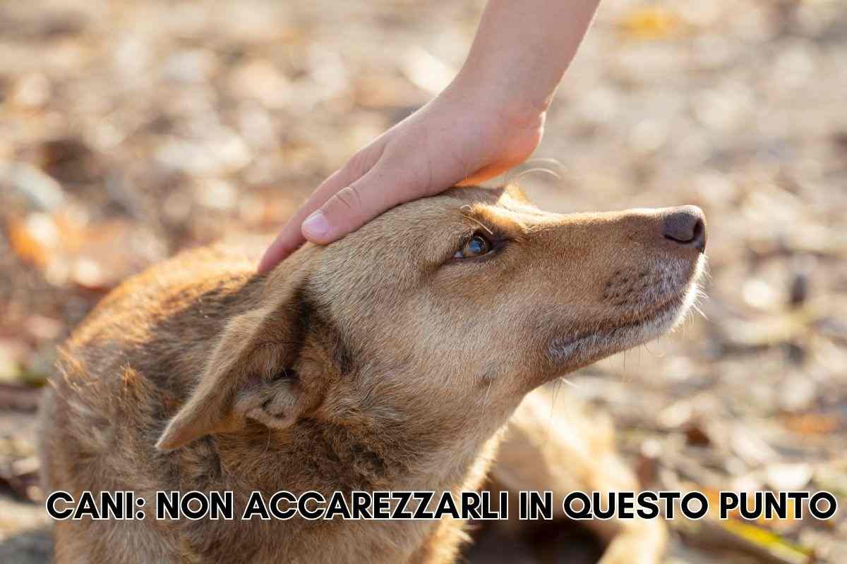 accarezzare un cane che si incontra per strada la parte del corpo da evitare