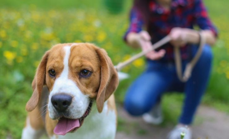 cani bisogni ogni quante ore portarli fuori