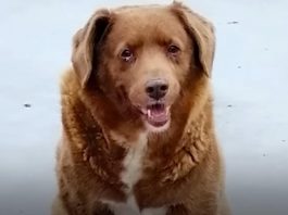 boby cane più vecchio del mondo