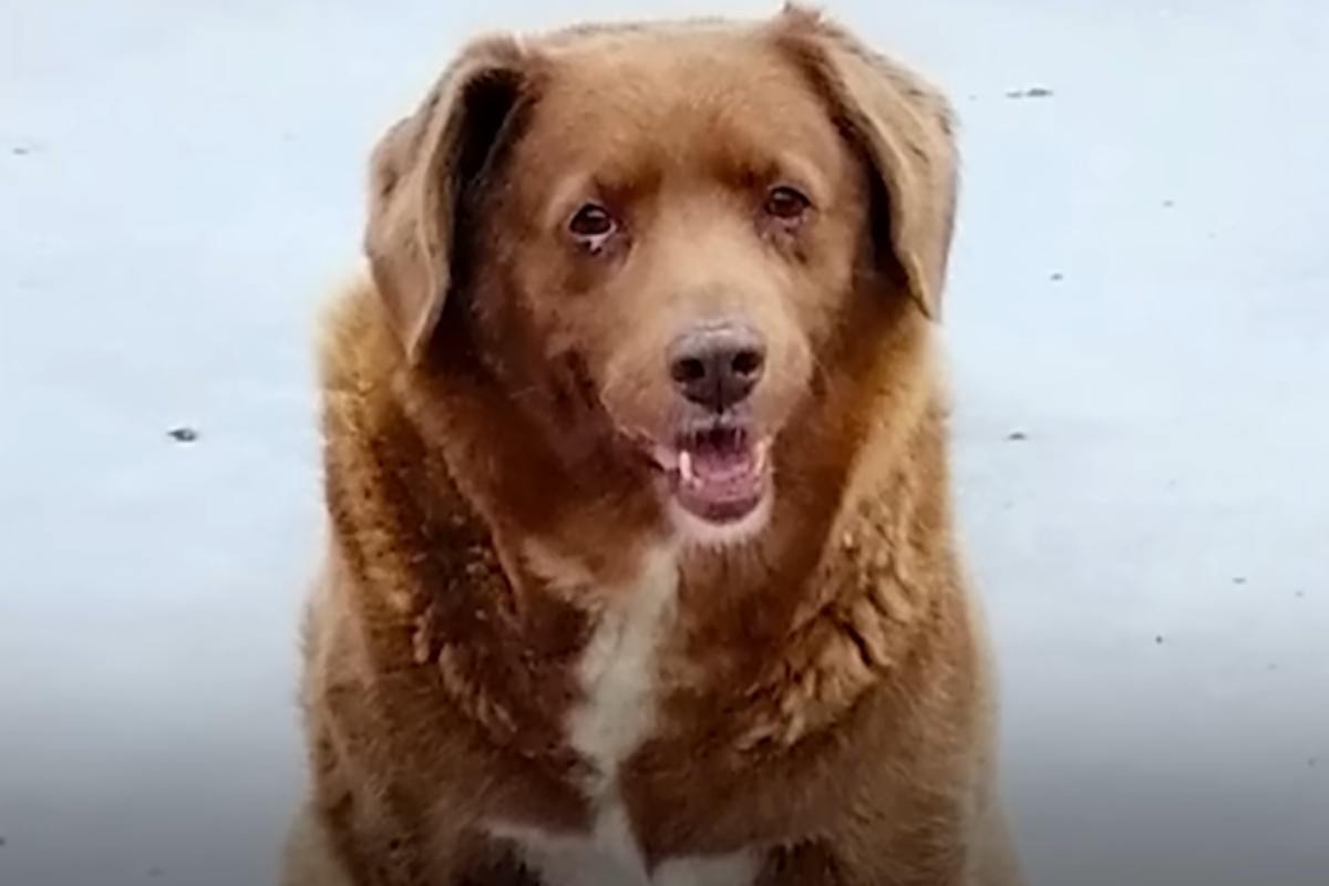 boby cane più vecchio del mondo