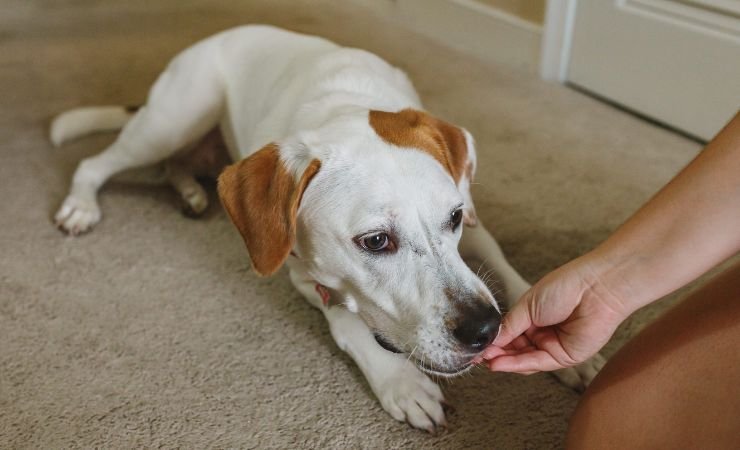 alimentazione cane cibi ammessi vietati