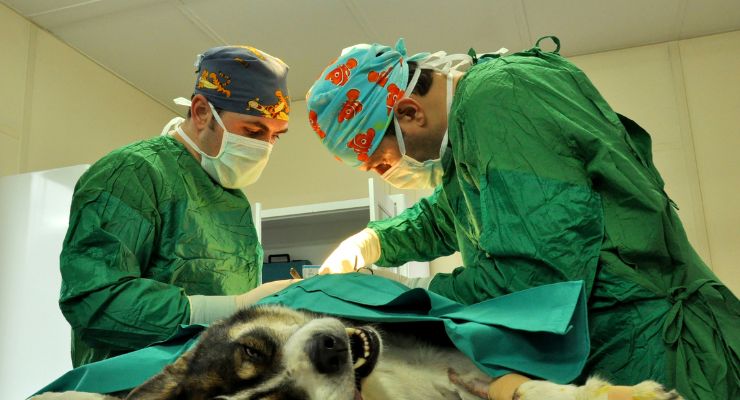 animale sterilizzazione laparoscopia vantaggi benefici