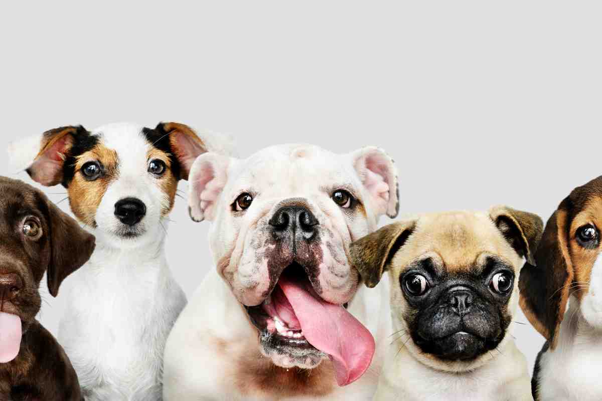 Lista della razze canine più costosi