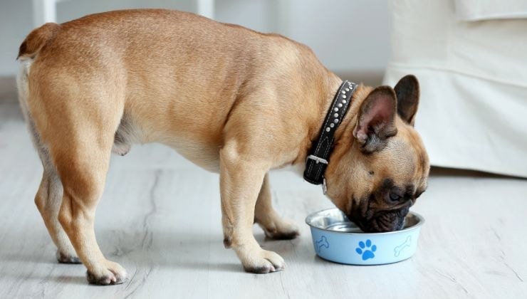 cani cibi da evitare errori alimentari