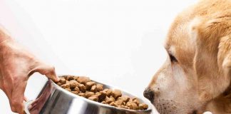 cani cibi da evitare errori alimentari