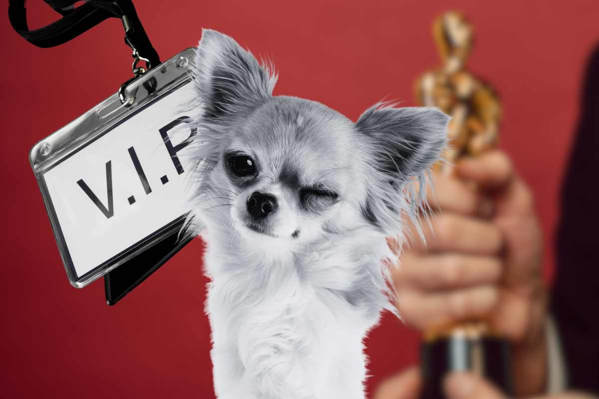 Oscar Hollywood cani