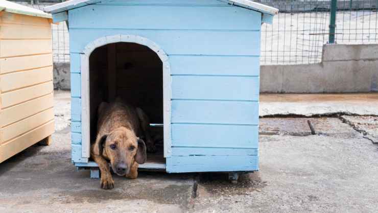 Cosa fare con dei cani abbandonati