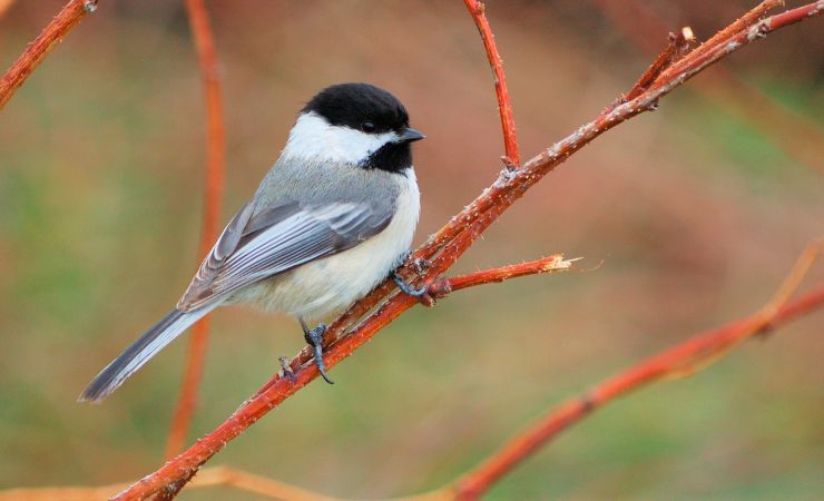 Toscana percorsi birdwatching