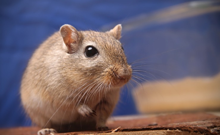 Gerbillo: l'animale domestico per tutta la famiglia