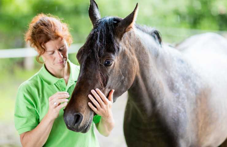 coliche cavallo