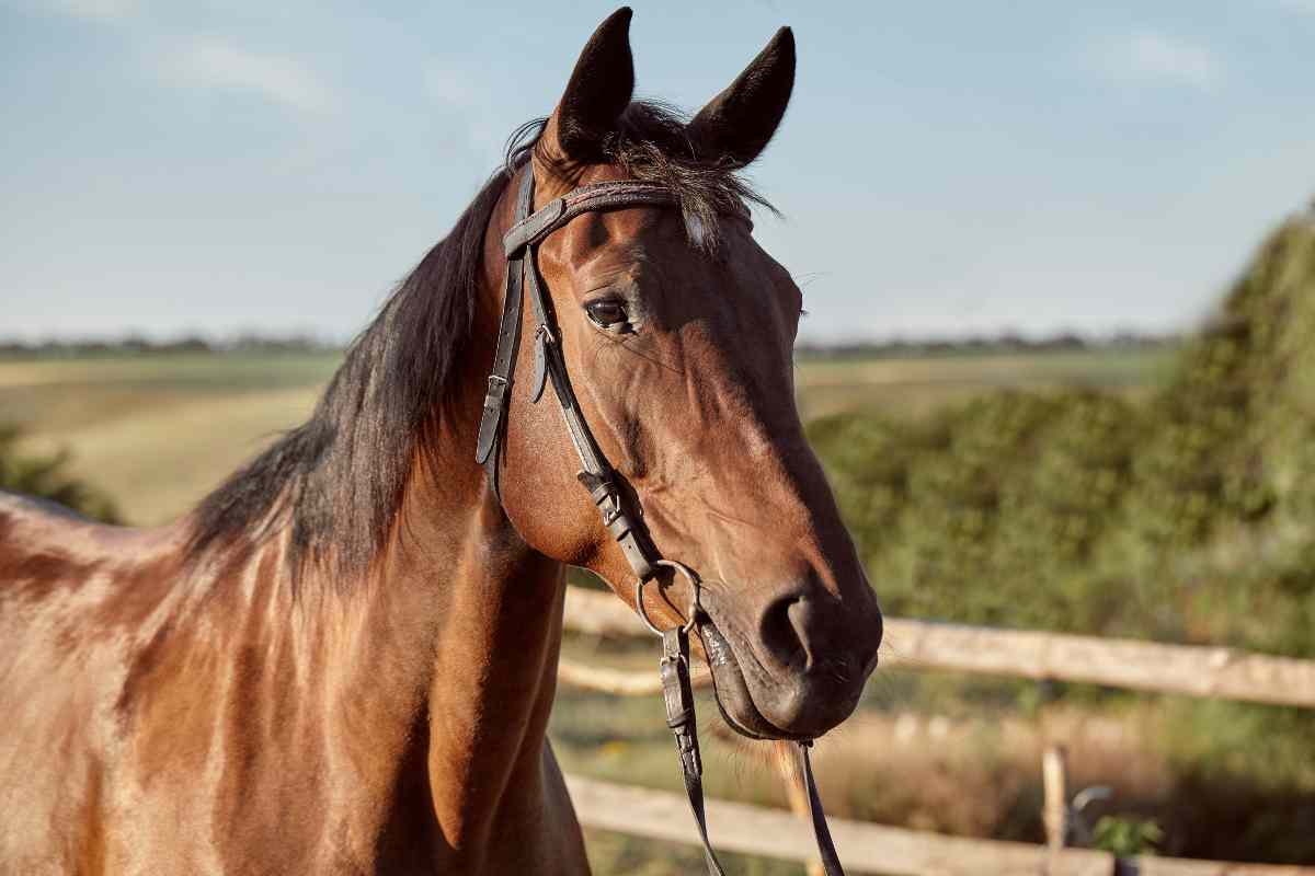 Evitare problemi di caldo al cavallo