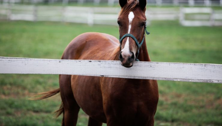 Cavallo video virale sofferenza padrone