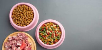 5 ricette per cibo per gatti fatto in casa