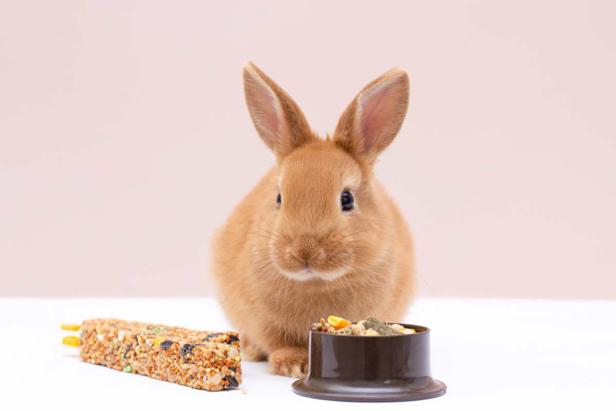 Cosa fare mangiare al coniglio
