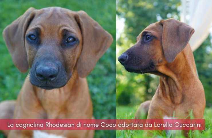 Lorella Cucarini perro Coco