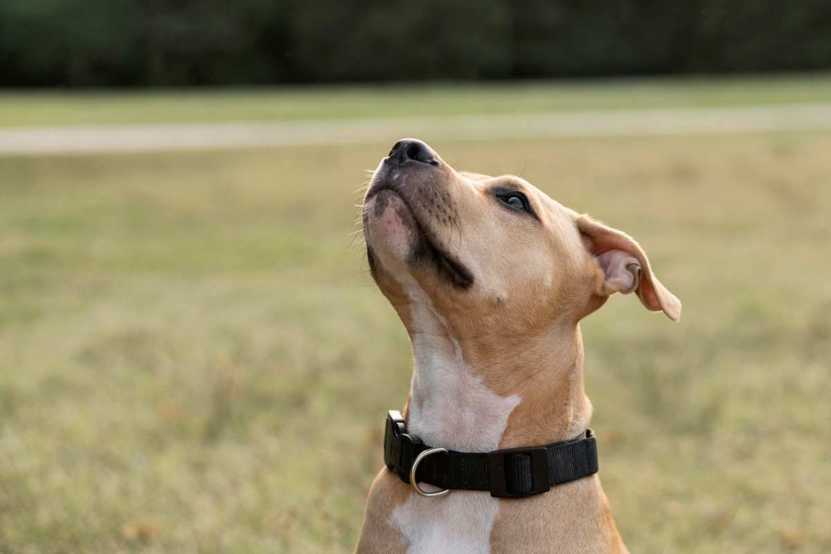 Scelta del collare giusto cane