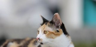 collare gatto campanellino giusto o sbagliato
