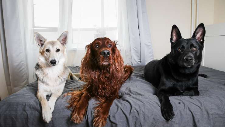 come sapere se si è pronti ad adottare un cagnolino