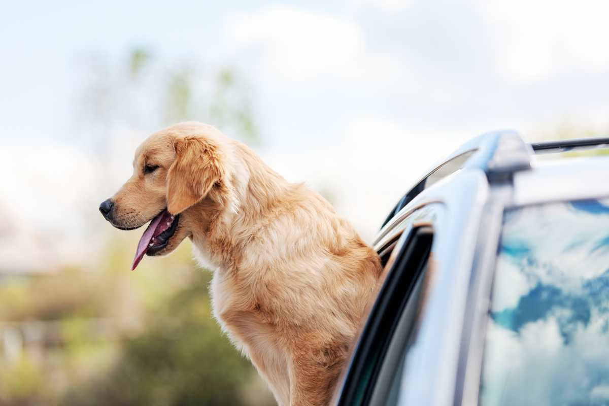 trasportare cane in auto