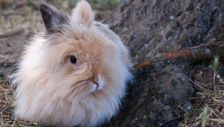 coniglio d’angora caratteristiche come curarlo