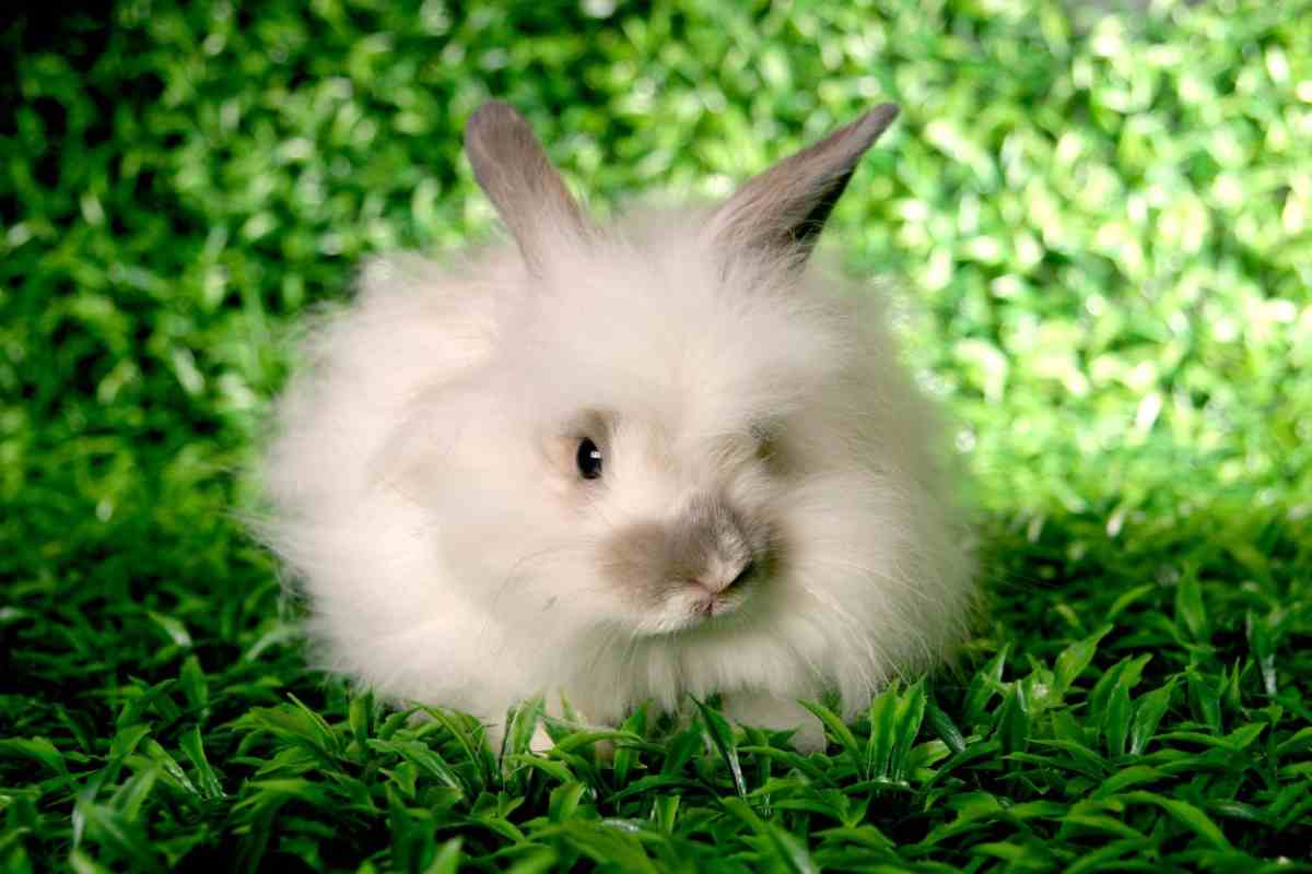 coniglio d’angora caratteristiche come curarlo