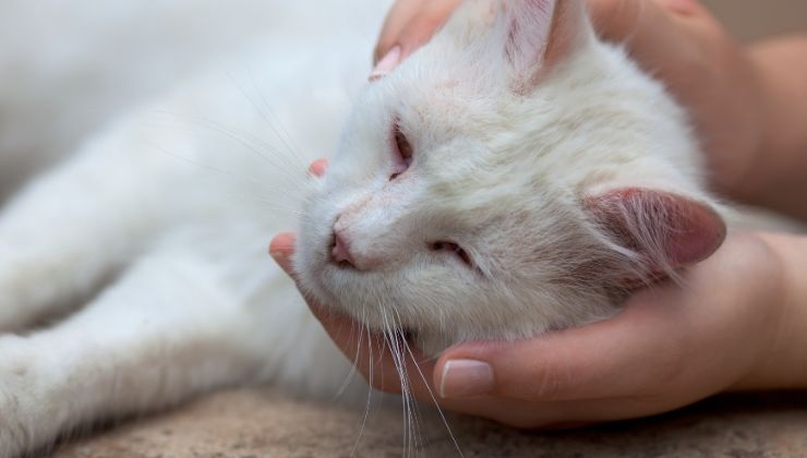 convulsioni nel gatto cause come curarle