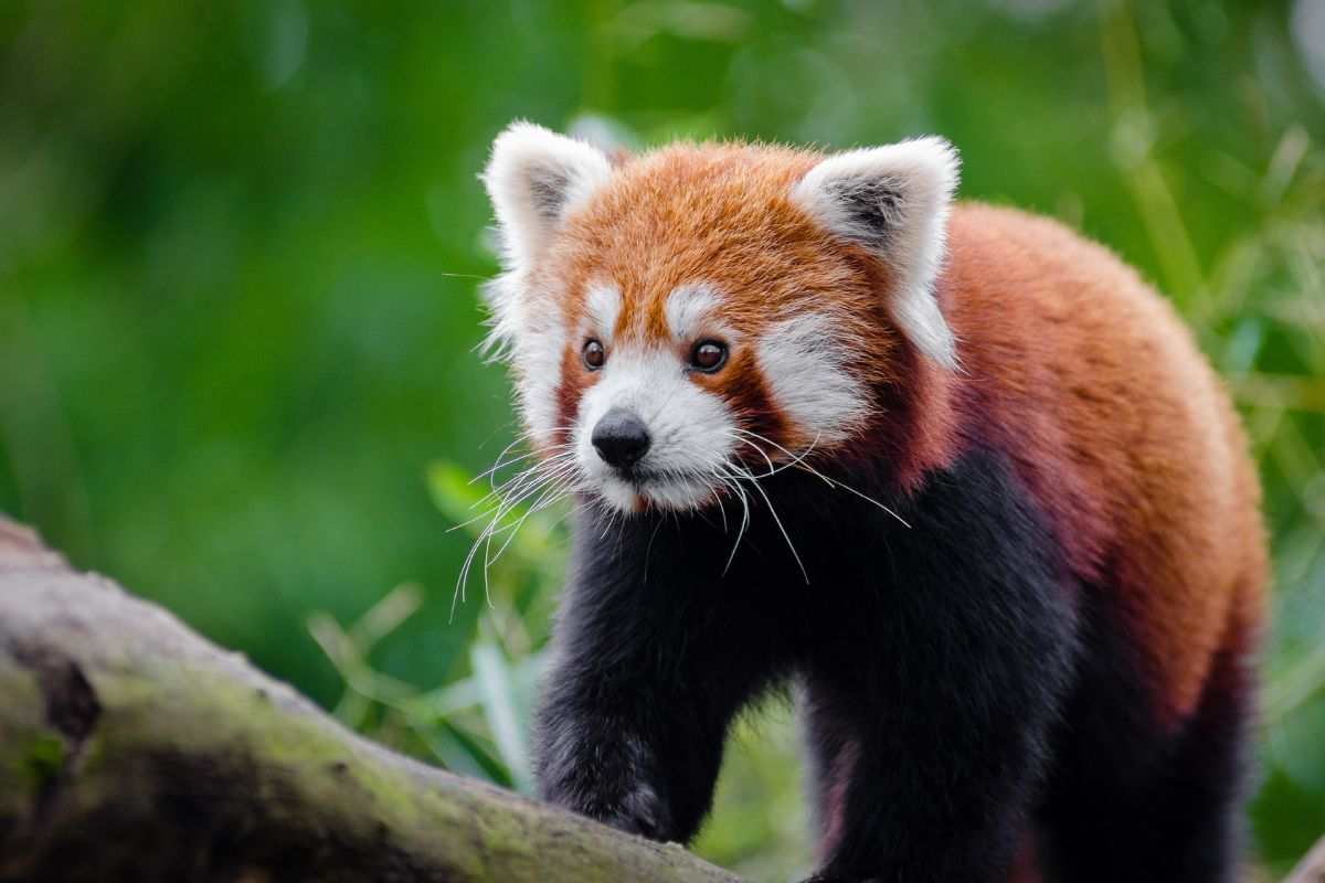 Scopri tutte le caratteristiche e le curiosità del panda rosso